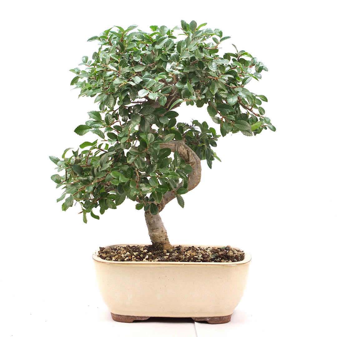 Chinesische Ulme 'Zelkova parvifolia'